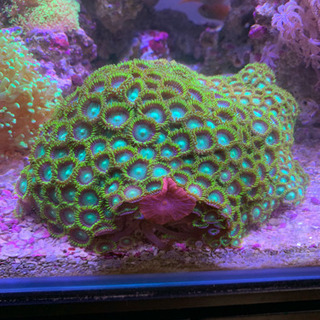 マメスナギンチャク 珊瑚