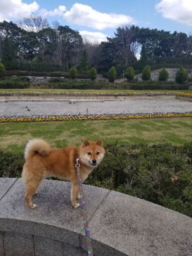 豆柴ちゃんを迎えてくれる家族を探しています Sr 蘇我の柴犬の里親募集 ジモティー