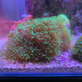タコアシサンゴ 珊瑚