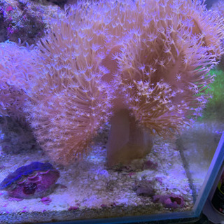 ウミキノコ 珊瑚