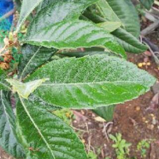 びわの葉っぱ 無農薬 びわ茶 健康茶 におすすめ フルフル 瀬戸口のその他の中古あげます 譲ります ジモティーで不用品の処分