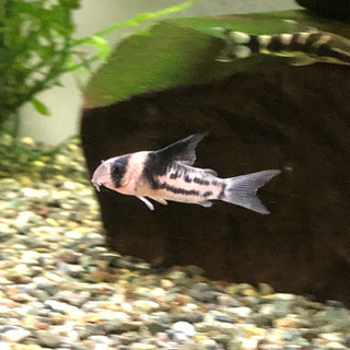 コリドラスコルレア3匹(熱帯魚水槽)生体