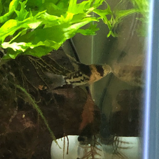 コリドラスコルレア3匹(熱帯魚水槽)生体