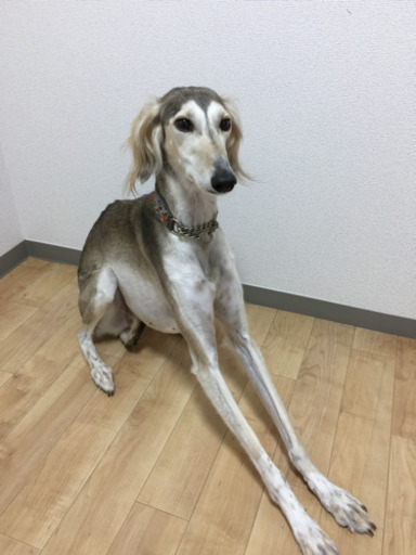 サルーキの女の子 翔太郎 大垣のその他の里親募集 ジモティー