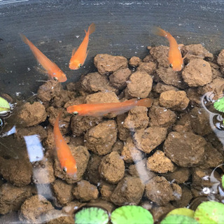 新種  紅帝紅王孔雀メダカの卵