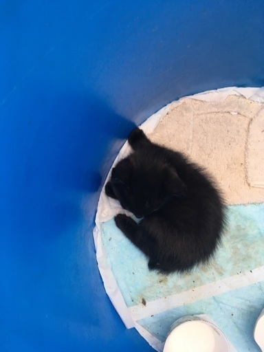 野良猫の赤ちゃん 募集一時停止 ケコママ3 銚子の猫の里親募集 ジモティー 野良猫の赤ちゃん 募集一時停止 ケコママ3 銚子の猫の里親募集 ジモティー