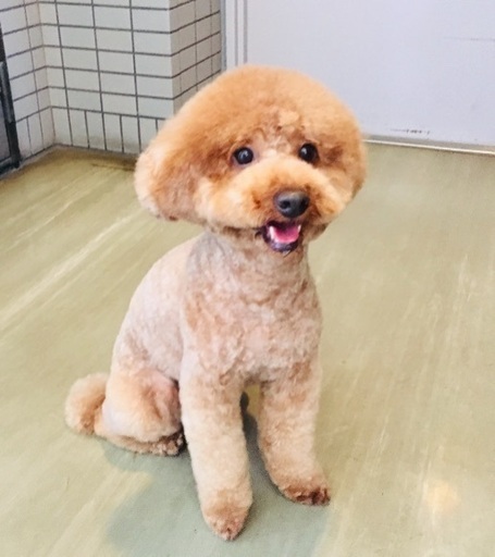トリミングモデル犬募集 りんこ 八王子の手伝って 助けての助け合い ジモティー