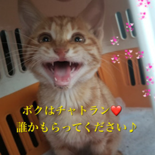 里親決定❤️可愛い仔猫❤️チャトラン❤️もらってください