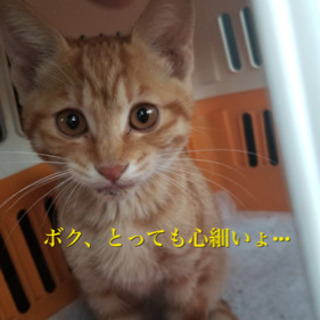 里親決定❤️可愛い仔猫❤️チャトラン❤️もらってください - 藤岡市