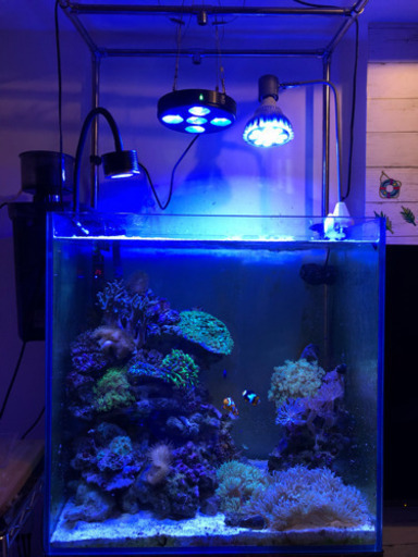 海水水槽一式