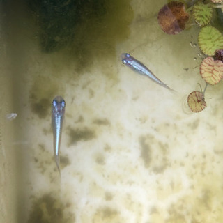 めだか  幹之強光  稚魚