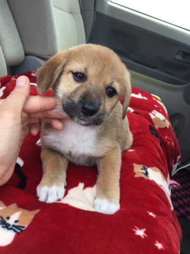 超フレンドリーな耳垂れ1ヶ月半の女の子 もも 丸亀の犬の里親募集 ジモティー