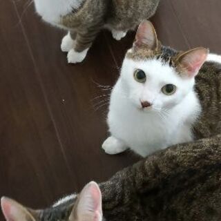 とても可愛い親子猫です − 香川県