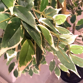 売約済み 超美品 Ikea 大型観葉植物 イミテーション 全２個 オシャレ インテリア ねこハンド 高円寺の家具の中古あげます 譲ります ジモティーで不用品の処分