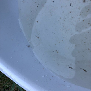 みゆきメダカの稚魚10匹 中光 アキランカ 宇城のその他の中古あげます 譲ります ジモティーで不用品の処分