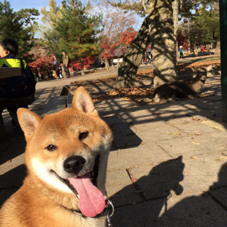 4歳♂柴犬（家族構成変化により飼育困難となり里親様募集）の画像