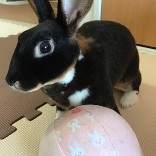 うさぎ（ ミニレッキス ♀ 1才）