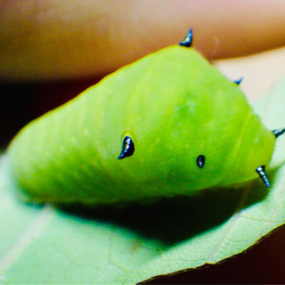 【激レア】【可愛い】アオスジアゲハ幼虫2匹セット