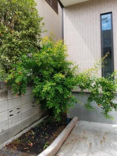 ザクロの木差し上げます ゆき 東浦和のその他の中古あげます 譲ります ジモティーで不用品の処分