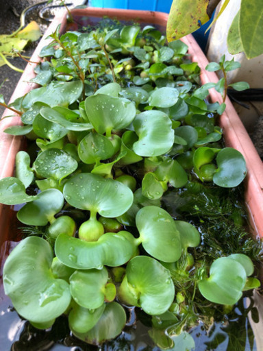 ホテイソウ10株とビオトープ用水草セット Konn 菊川のその他の中古あげます 譲ります ジモティーで不用品の処分