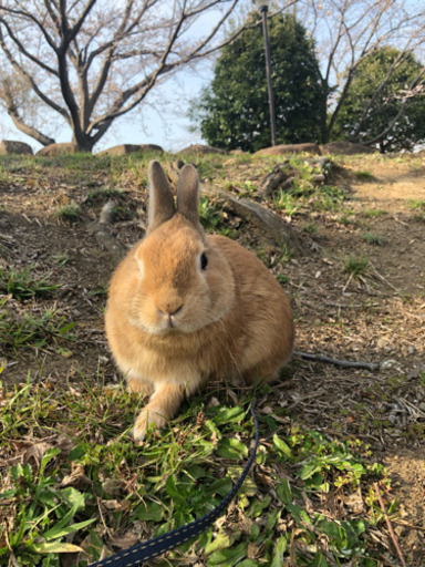うさぎ ネザーランドドワーフ オス 1歳9ヶ月 問い合わせ多数のため1度締め切らせて頂きます Pito 大船のその他の里親募集 ジモティー
