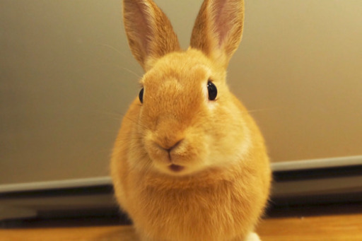 うさぎ ネザーランドドワーフ オス 1歳9ヶ月 問い合わせ多数のため1度締め切らせて頂きます Pito 大船のその他の里親募集 ジモティー