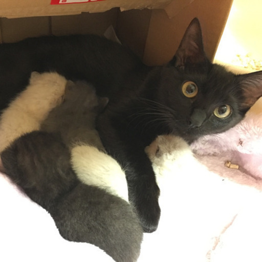 家庭内野良でもカモーン！な方 (猫三昧) 麻生の猫の里親募集｜ジモティー