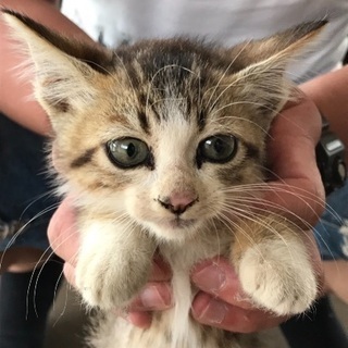 子猫ちゃんの飼い主を探しています！