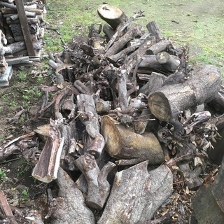 薪 樫の木