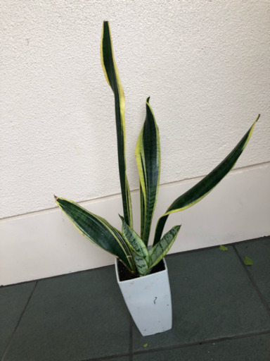 観葉植物 サンスベリア 虎の尾 A Mart 中頭の生活雑貨の中古あげます 譲ります ジモティーで不用品の処分 観葉植物 サンスベリア 虎の尾 A Mart 中頭の生活雑貨の中古あげます 譲ります ジモティーで不用品の処分