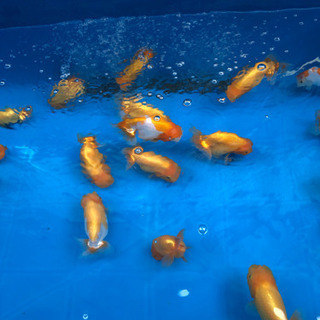 小嶋系らんちゅう。