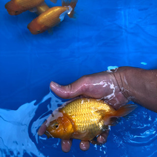 小嶋系らんちゅう。