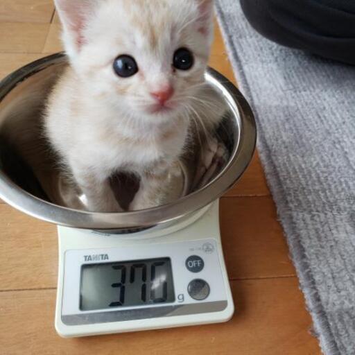 育児放棄 ダイ 厚岸の猫の里親募集 ジモティー 育児放棄 ダイ 厚岸の猫の里親募集 ジモティー