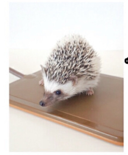 ハリネズミ用のヒーター リバーシブルタイプ Take 大森のその他の中古あげます 譲ります ジモティーで不用品の処分