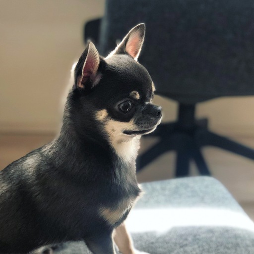 里親さん募集 スムースチワワ ブルー オス 11 ヶ月 Mattobear 東中野のチワワの里親募集 ジモティー