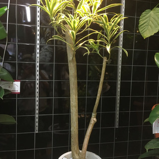 観葉植物 ソングオブ インディア