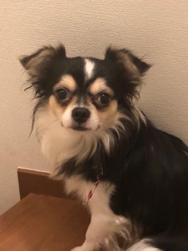 急募)パピヨンチワワとチワワのミックス犬ちゃんです , 犬