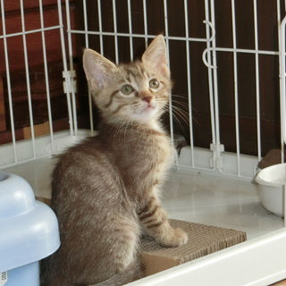 美形の子猫ちゃんと　個性的な子猫ちゃん