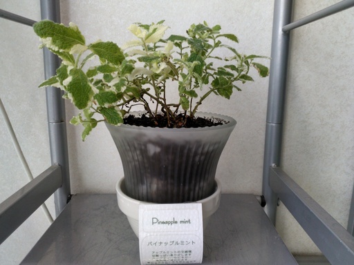只今交渉中 パイナップルミント ガラスの鉢植えハーブティー ガラス 陶器 観葉植物 ちうちう 海田市のその他の中古あげます 譲ります ジモティーで不用品の処分 只今交渉中 パイナップルミント ガラスの鉢植えハーブティー ガラス 陶器 観葉植物 ちうちう 海田市のその他の中古あげます 譲ります ジモティーで不用品の処分