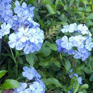 ルリマツリ　ブルンバーゴ　というブルー花 の苗がほしいです。