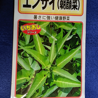 【無料】エンサイ（空心菜）の種