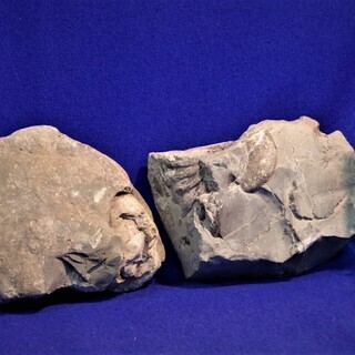 北海道産　アンモナイト化石　2Ｐ合計5.9kg 
