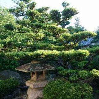 植木職人になろう 急募します 植木屋 造園 お庭 未経験者大歓迎 上野祐樹 熊取のその他の正社員の求人情報 上野造園 ジモティー