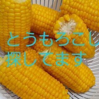 美味しいとうもろこし探してます