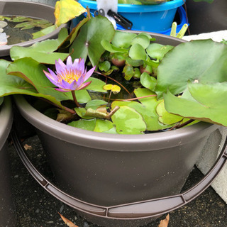 熱帯睡蓮 ティナ 開花苗 Konn 菊川のその他の中古あげます 譲ります ジモティーで不用品の処分 熱帯睡蓮 ティナ 開花苗 Konn 菊川のその他の中古あげます 譲ります ジモティーで不用品の処分