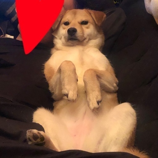 やんちゃな柴犬ミックス まゆ 曙橋の柴犬の里親募集 ジモティー