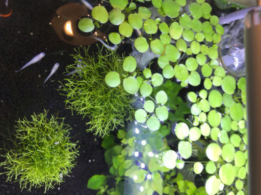 水草 浮き草 アマゾンフロッグピット30株以上 ぽるむら 八王子のその他の中古あげます 譲ります ジモティーで不用品の処分
