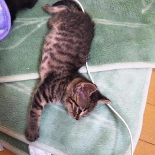 野良猫の子猫5匹。その1　生後1ヶ月女の子 - 藤沢市