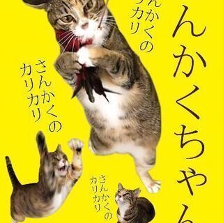 6月29日(土)の譲渡会に出します❤️ベルちゃん3才  若いもんには全然負けない、負ける気しない。猫じゃらし命な女の子。 - 里親募集