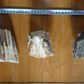 木化石（中）3個で1000円